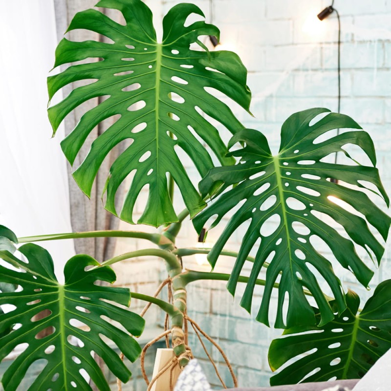 monstera dziurawa deliciosa roślina domowa cena uprawa