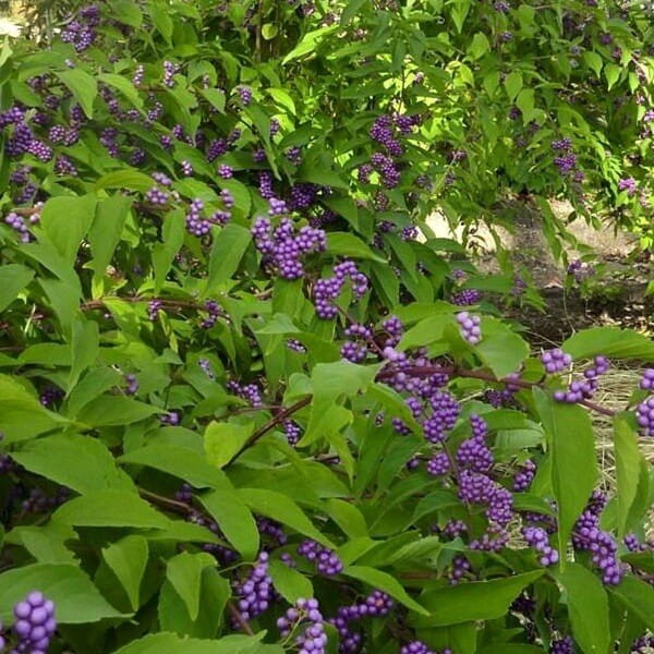 Pięknotka Bodiniera PROFUSION (Callicarpa bodinieri) Sadzonka C1C2 (2).jpg