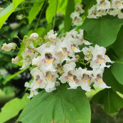 Surmia - Storczykowe drzewo sadzonka