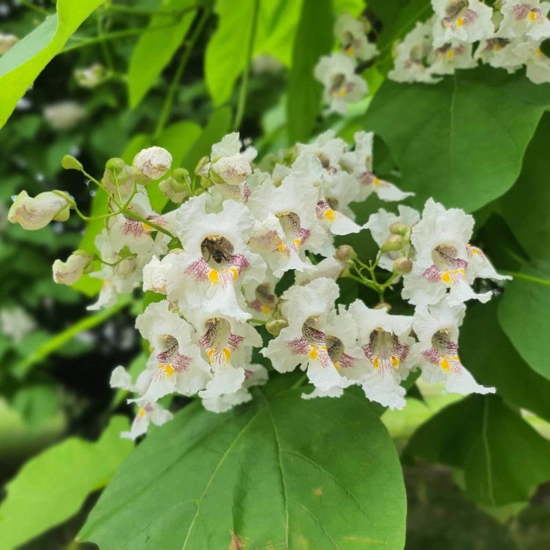Surmia - Storczykowe drzewo (Catalpa bignonioides) Sadzonka (1).jpg