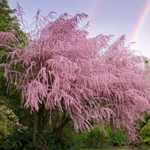 Tamaryszek Drobnokwiatowy sadzonka C1/C2