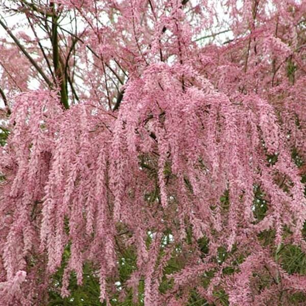 Tamaryszek Drobnokwiatowy (Tamarix parviflora) Sadzonka C1C2  (3).jpg