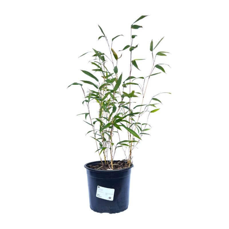 Żółty Bambus Drzewiasty AUREOCAULIS Mrozoodporny (Phyllostachys aureosulcata) Sadzonka C2,5 (2).jpg