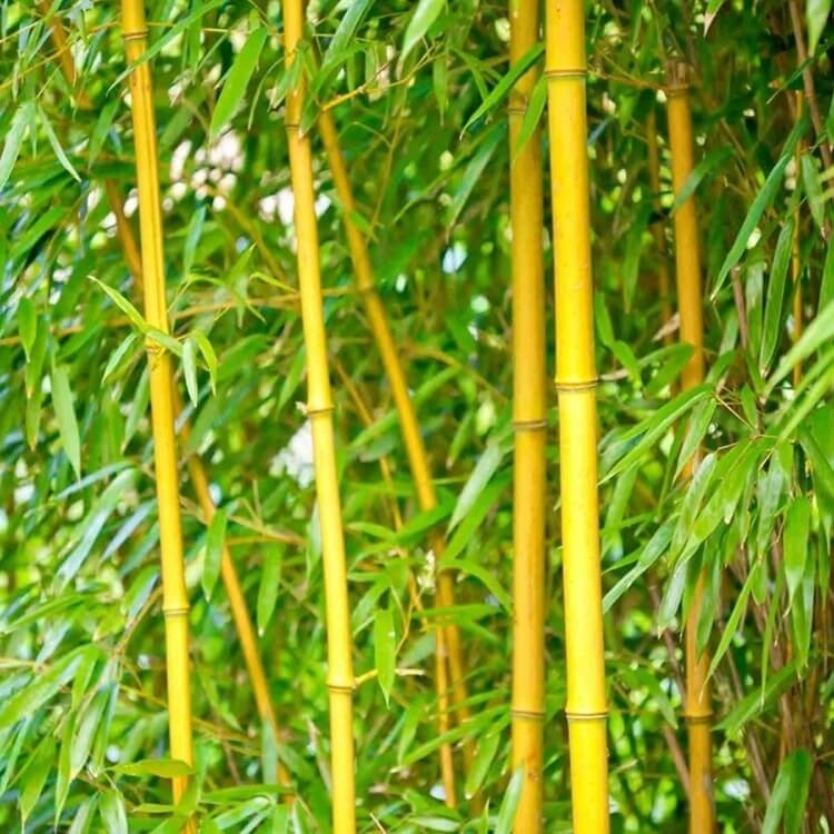 Żółty Bambus Drzewiasty AUREOCAULIS Mrozoodporny (Phyllostachys aureosulcata) Sadzonka XL-C5 (1).jpg
