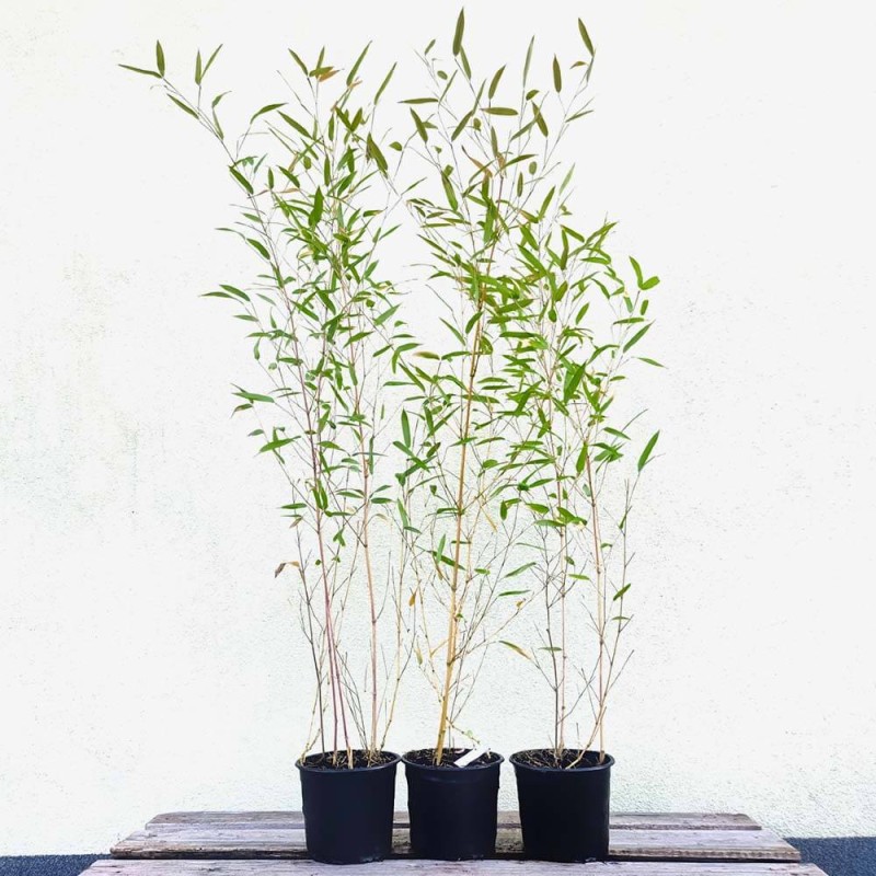 Żółty Bambus Drzewiasty AUREOCAULIS Mrozoodporny (Phyllostachys aureosulcata) Sadzonka C2,5 (4).jpg