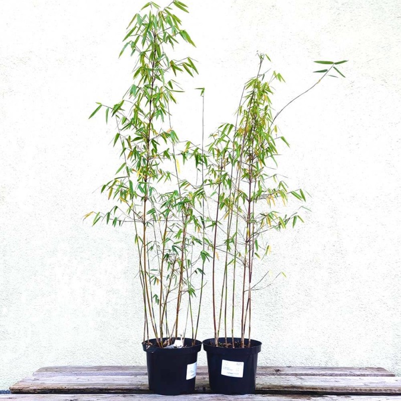 Czerwony Bambus Mrozoodporny (Fargesia Jiuzhaigou) Sadzonka C2,5.jpg