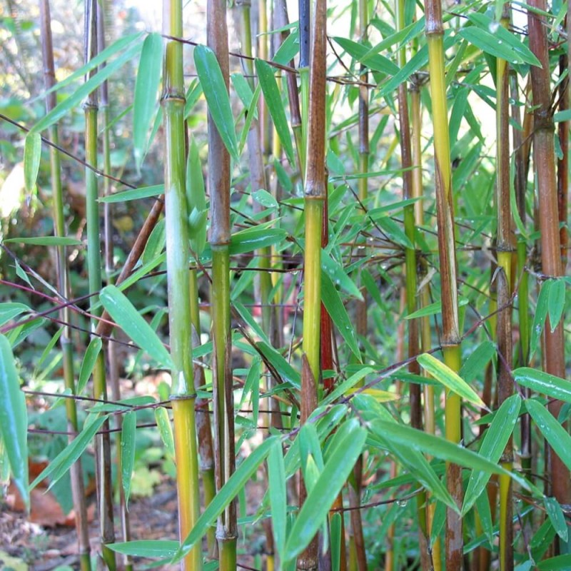 Czerwony Bambus Mrozoodporny (Fargesia Jiuzhaigou) Sadzonka XL-C10 (1).jpg