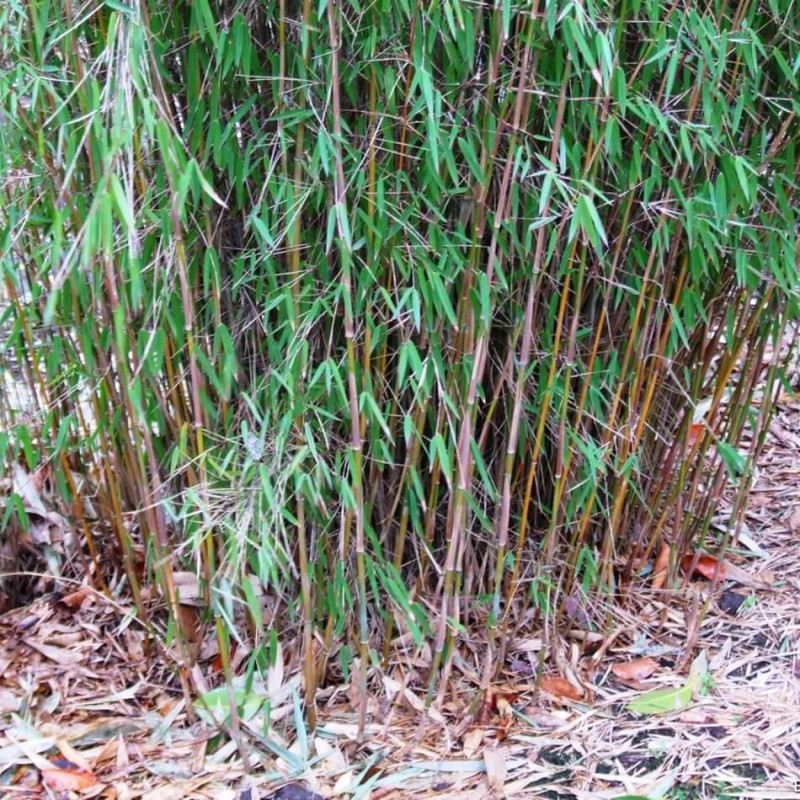 Czerwony Bambus Mrozoodporny (Fargesia Jiuzhaigou) Sadzonka XL-C10 (2).jpg
