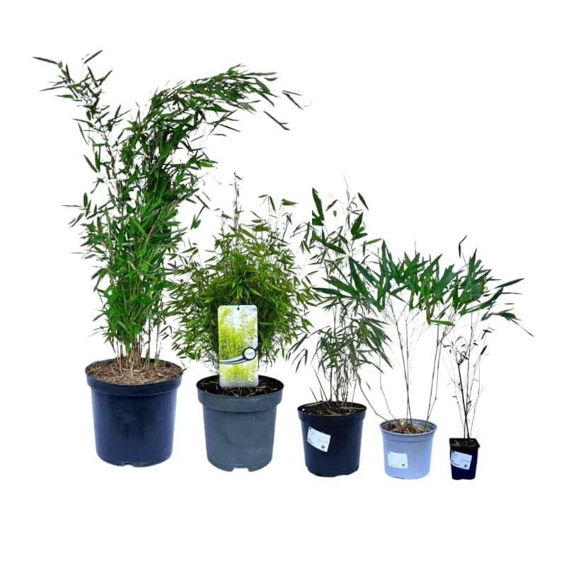 Czerwony Bambus Mrozoodporny (Fargesia Jiuzhaigou) Sadzonka XL-C10.jpg