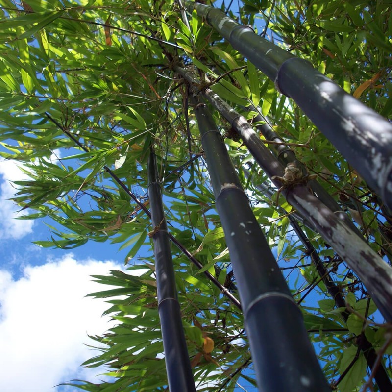 Czarny Bambus Drzewiasty NIGRA Mrozoodporny (Phyllostachys) Sadzonka XL-C5 (1).jpg