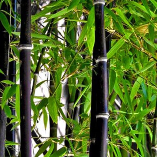 Czarny Bambus drzewiasty NIGRA mrozoodporny sadzonka XL-C5