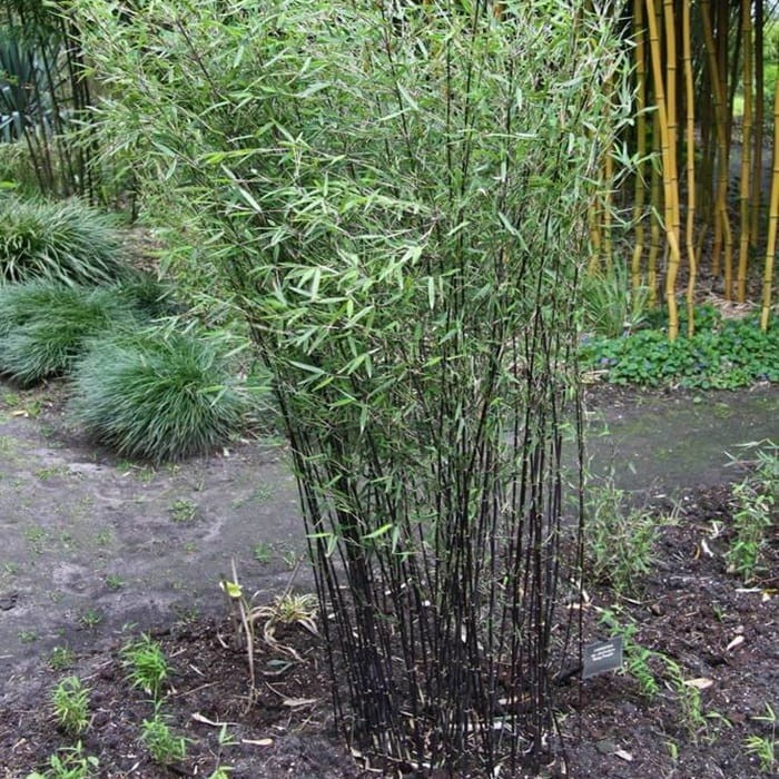 Bambus Mrozoodporny Fargesia BLACK PEARL fioletowo-czarny (Fargesia nitida) Sadzonka XL-C5 (2).jpg