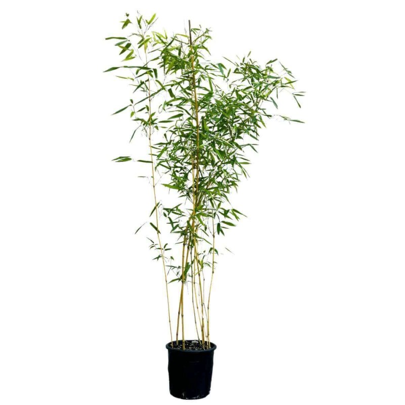 Bambus Mrozoodporny Fargesia BLACK PEARL fioletowo-czarny (Fargesia nitida) Sadzonka P9.jpg