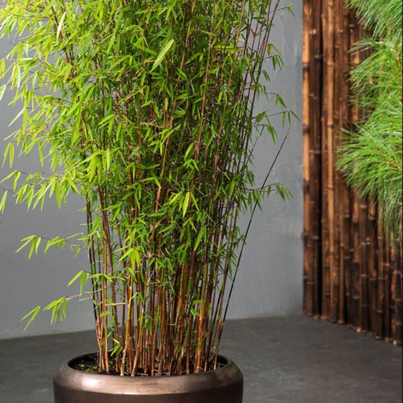 Czerwony Bambus Mrozoodporny Fargesia RED DRAGON (Fargesia scabrida) Sadzonka C2.jpg