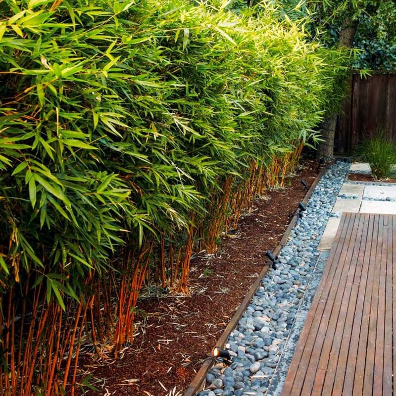 Czerwony Bambus Mrozoodporny Fargesia RED DRAGON (Fargesia) Sadzonka C5.jpeg