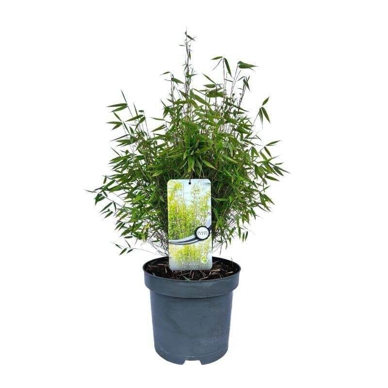 Czerwony Bambus Mrozoodporny Fargesia RED DRAGON (Fargesia) Sadzonka C5.jpg