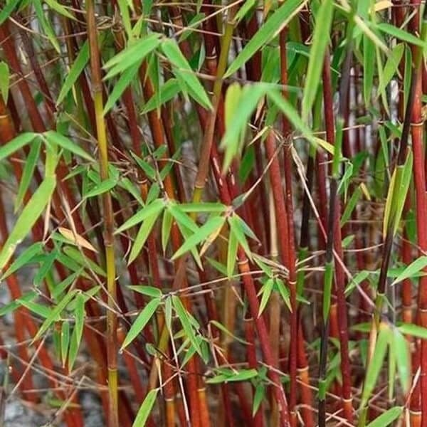 Bambus Mrozoodporny ASIAN WONDER (Fargesia scabrida) Sadzonka C5 (1).jpg