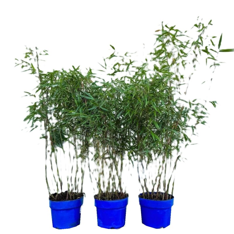 Bambus Mrozoodporny ASIAN WONDER (Fargesia scabrida) Sadzonka C5 (2).jpg