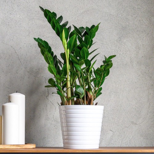 Zamiokulkas roślina domowa P12