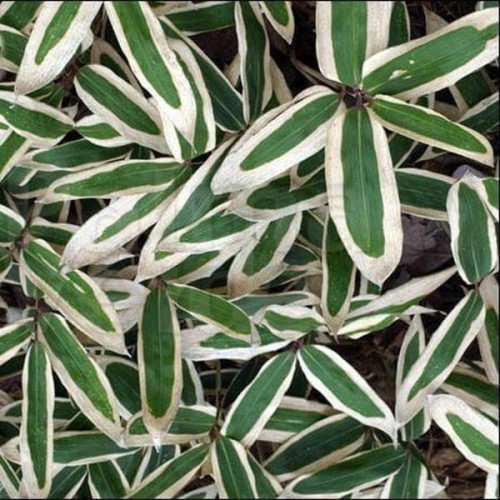 Bambus niski mrozoodporny SASA VEITCHA sadzonka C2