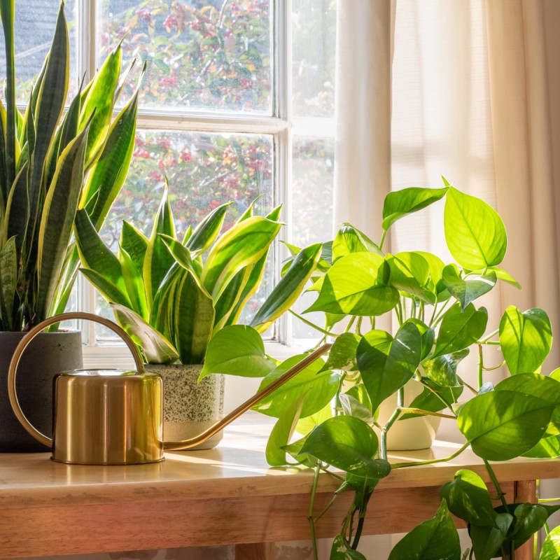 Epipremnum p12 sanseveria rośliny łatwe w uprawie