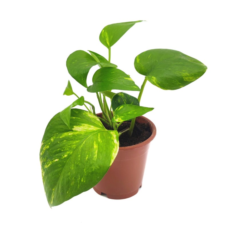 Epipremnum duża sadzonka cena