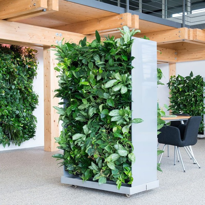 Epipremnum roślina do ogrodu wertykalnego