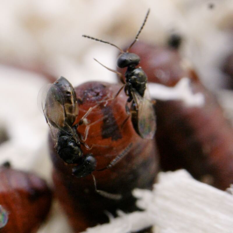 APPIWASP (Biopar) naturalny wróg do zwalczania much ochrona (3).jpg