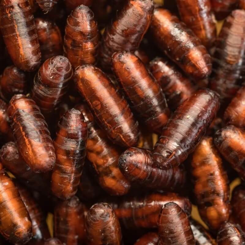 APPIWASP (Biopar) naturalny wróg do zwalczania much ochrona (4).jpg