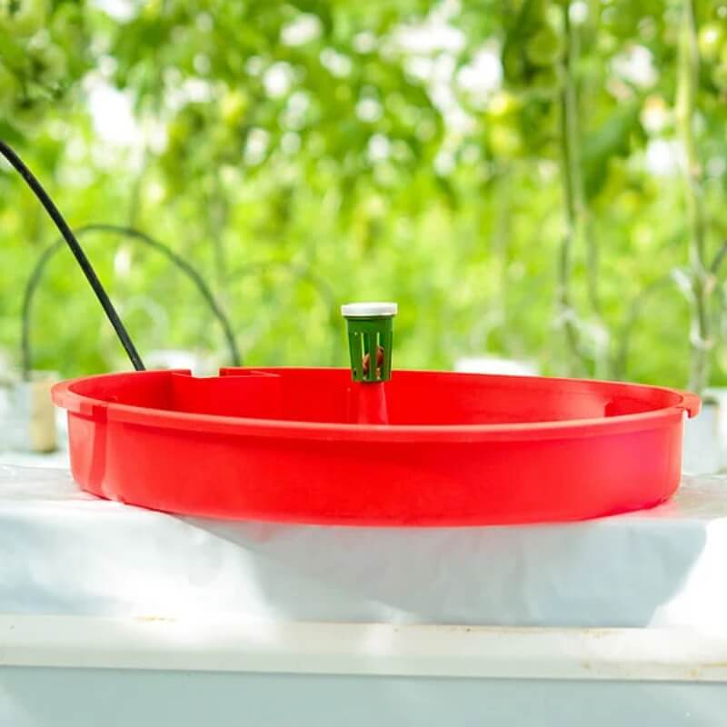TUTAFEROMON feromony przeznaczone do wykrywania Tuta absoluta w uprawie pomidorów ochrona (3).jpg