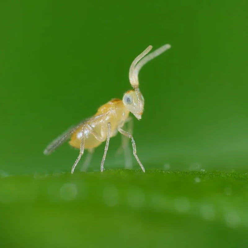 ERCAL osiec mączlikowy Eretmocerus eremicus ochrona (4).jpg