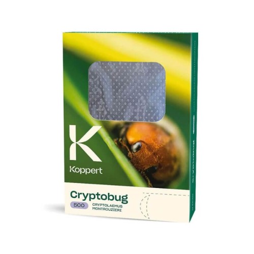 CRYPTOBUG drapieżna biedronka wełnowcowa