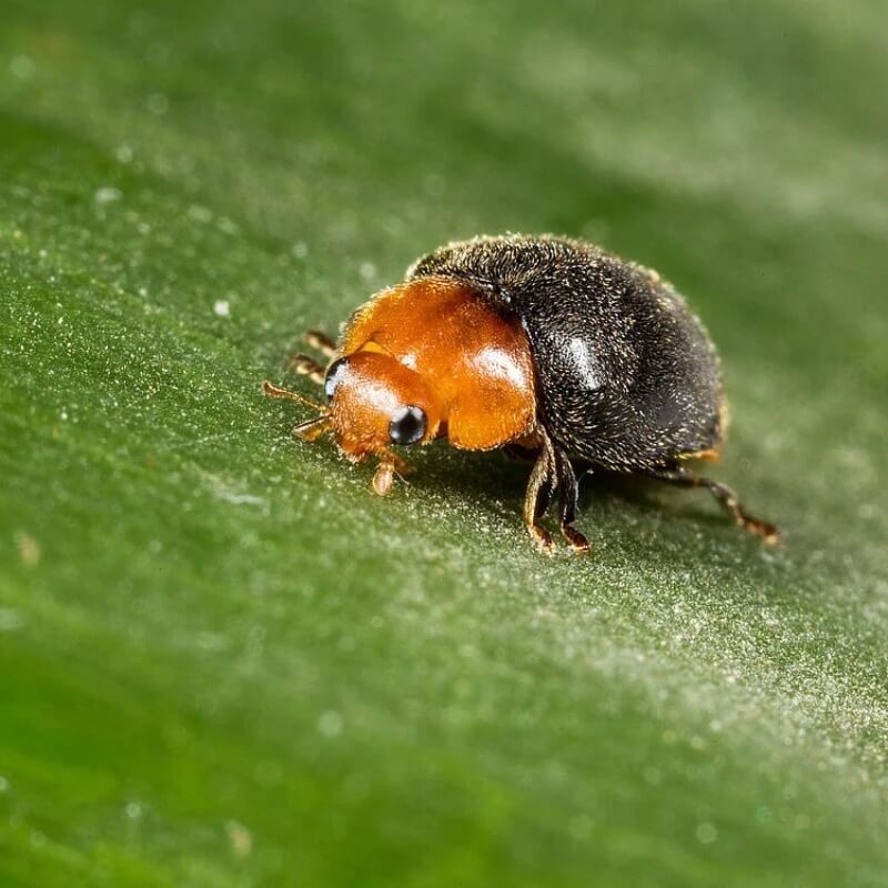 CRYPTOBUG drapieżna biedronka wełnowcowa (do zwalczania wełnowców) ochrona (3).jpg