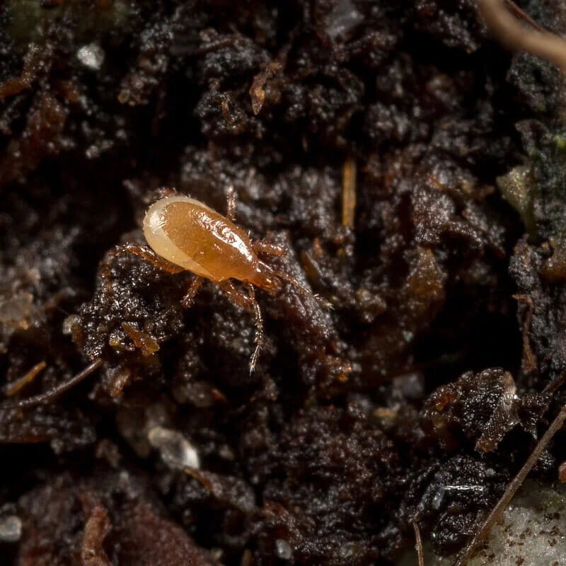 MACRO-MITE 50 000 drapieżnych roztoczy (do zwalczania wciornastków i ziemiórek) ochrona (3).jpg