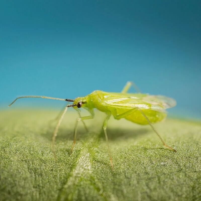 MIRICAL dziubałeczek mączlikowy (zwalcza mączlika) 100ml ochrona (3).jpg