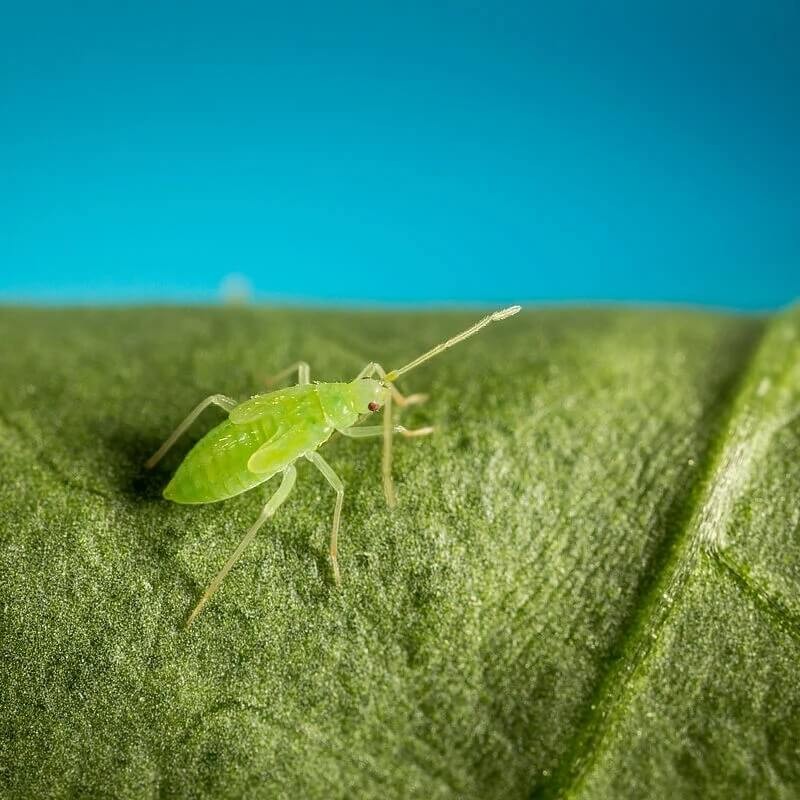 MIRICAL dziubałeczek mączlikowy (zwalcza mączlika) 100ml ochrona (4).jpg