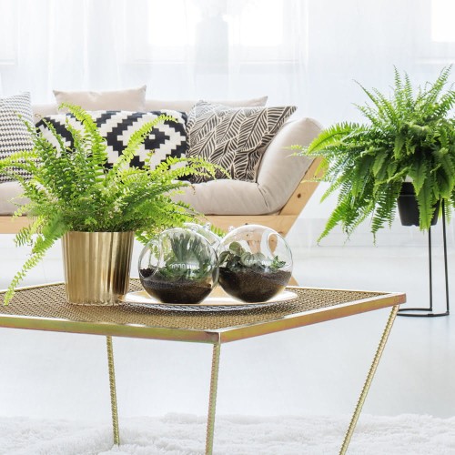 Paproć Boston roślina domowa P12