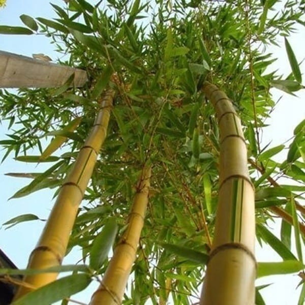 Bambus Drzewiasty SPECTABILIS Mrozoodporny (Phyllostachys aureosulcata) Sadzonka C2,5 (1).jpg