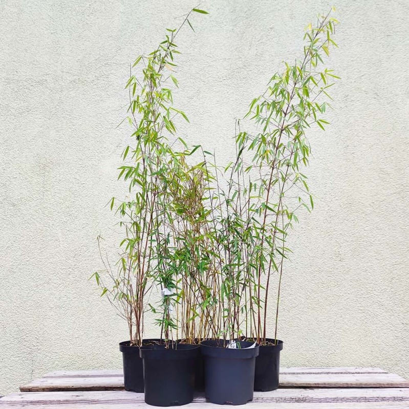 Bambus Drzewiasty SPECTABILIS Mrozoodporny (Phyllostachys aureosulcata) Sadzonka C2,5