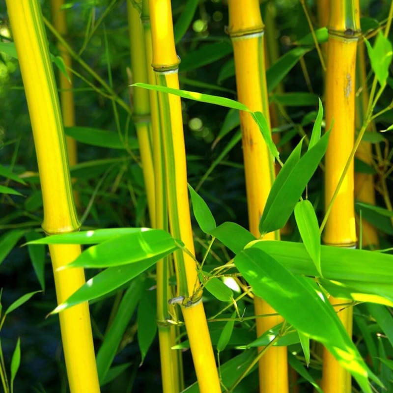 Bambus Drzewiasty SPECTABILIS Mrozoodporny (Phyllostachys aureosulcata) Sadzonka XL-C5 (1).jpg