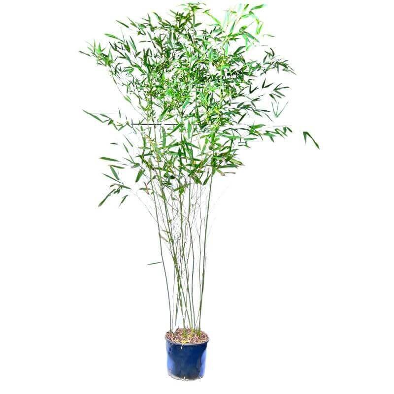 Zielony Bambus Drzewiasty BISSETII Mrozoodporny (Phyllostachys) Sadzonka XL-C5