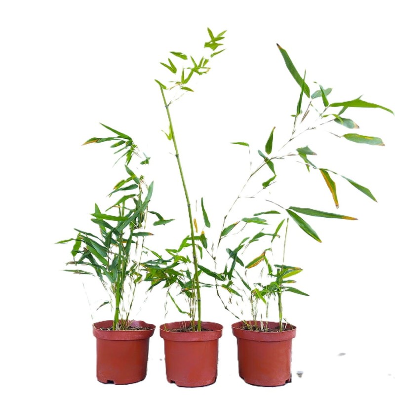 Zielony Bambus Drzewiasty BISSETII Mrozoodporny (Phyllostachys) Sadzonka C2C2,5 (2).jpg