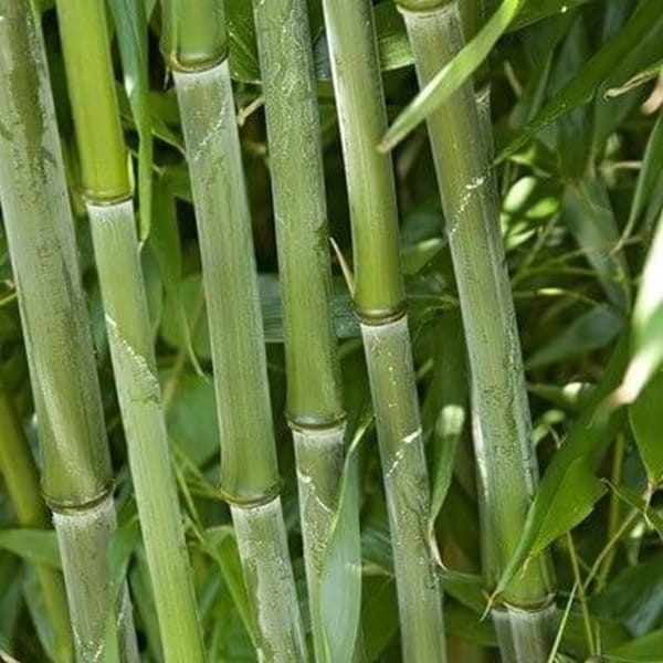 Zielony Bambus Drzewiasty BISSETII Mrozoodporny (Phyllostachys) Sadzonka C2C2,5 (3).jpg