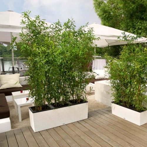 Zielony Bambus drzewiasty BISSETII mrozoodporny sadzonka C2/C2,5