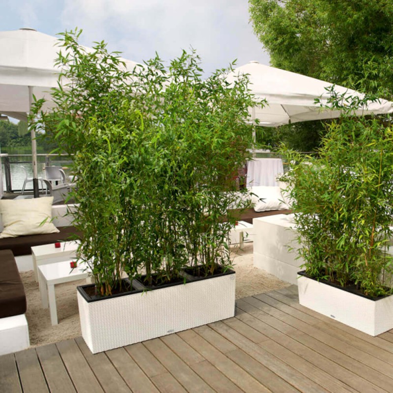 Zielony Bambus Drzewiasty BISSETII Mrozoodporny (Phyllostachys) Sadzonka C2C2,5 (1).jpg