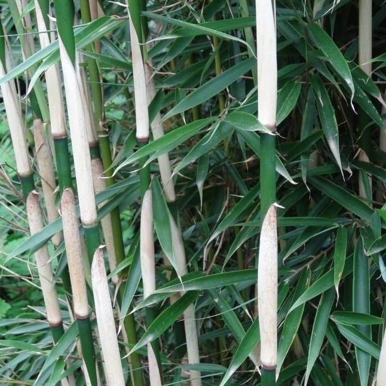 Bambus Mrozoodporny Fargesia olbrzymia CAMPBELL (Fargesia robusta) Sadzonka C2,5 (2).jpg