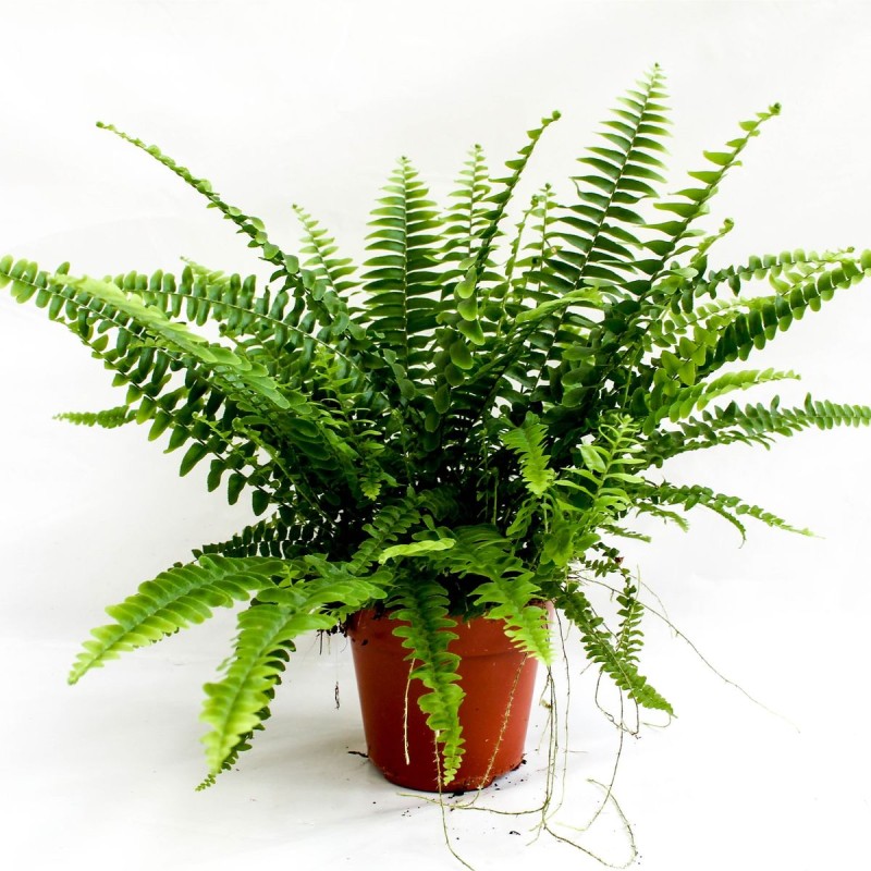 Nephrolepis corditas sadzonka cena.jpg