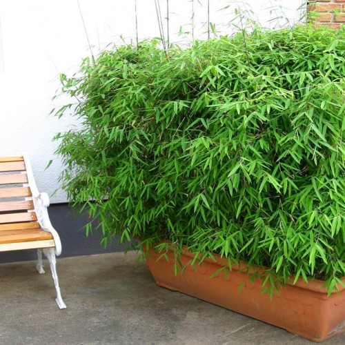 Bambus mrozoodporny Fargesia GREAT WALL C1