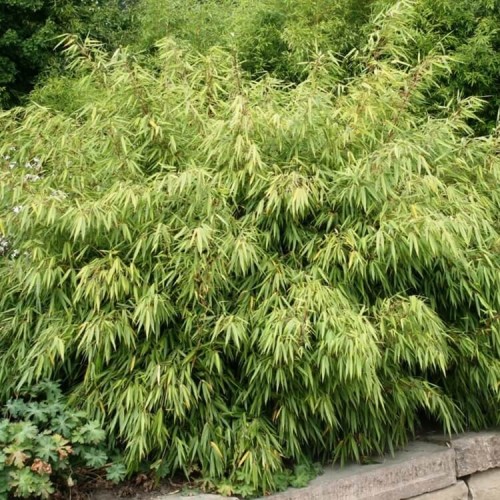 Bambus mrozoodporny FARGESIA RDZAWA sadzonka C1