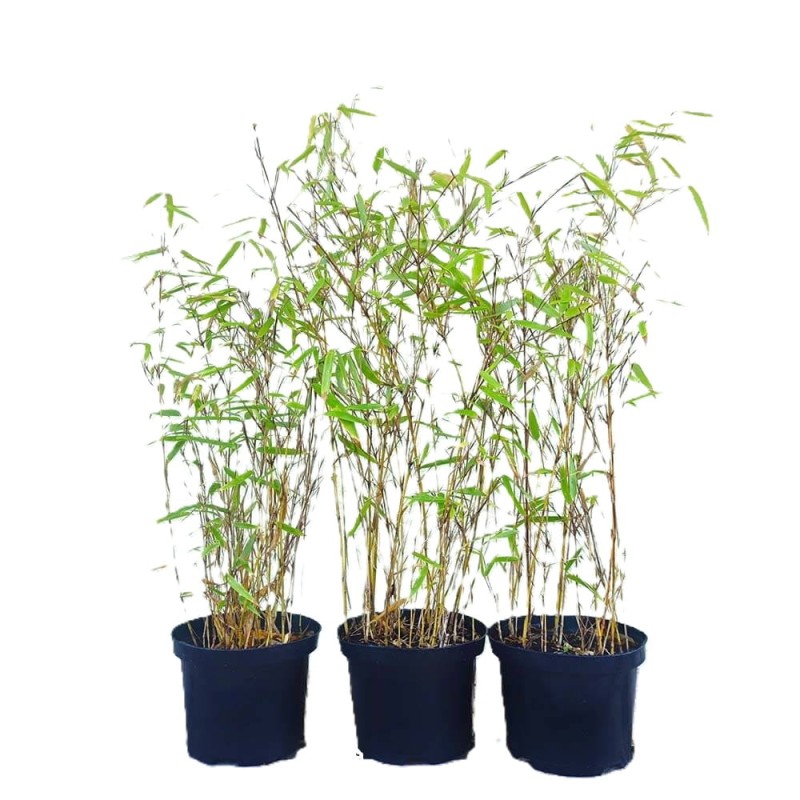 Bambus Mrozoodporny FARGESIA RDZAWA (Fargesia rufa) Sadzonka C2,5 (2).jpg